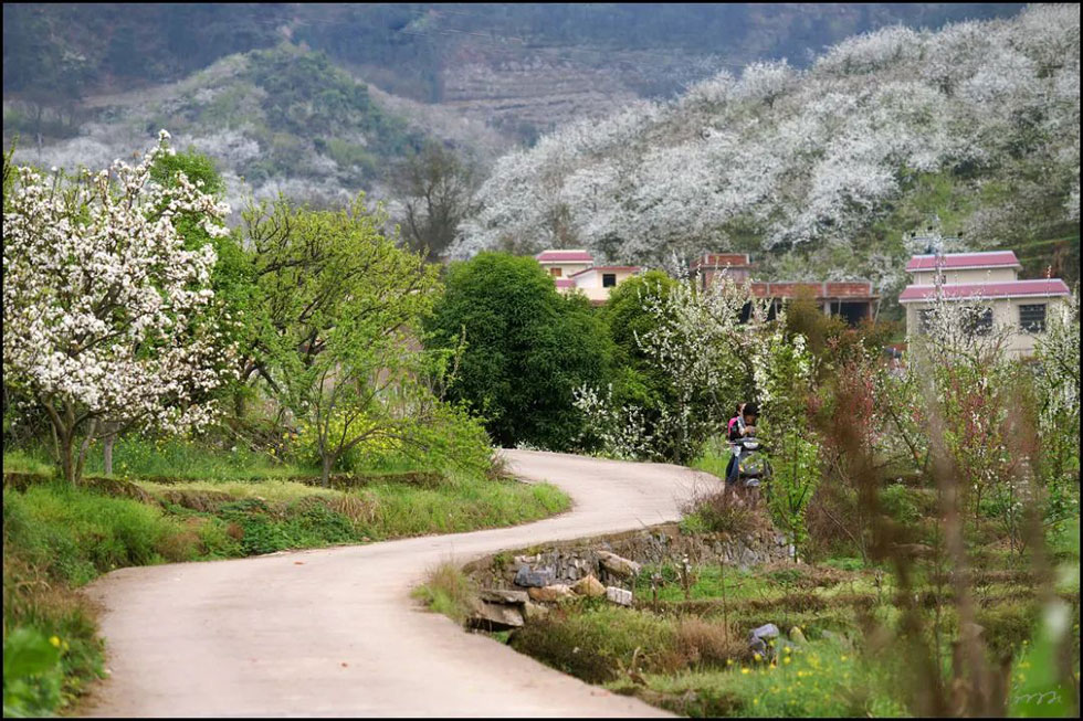 【春天，广西桂林灌阳县向您发出邀请！】我们在灌阳看梨花 - 游山玩水 - 锡林郭勒盟生活社区 - 锡林郭勒盟28生活网 xl.28life.com