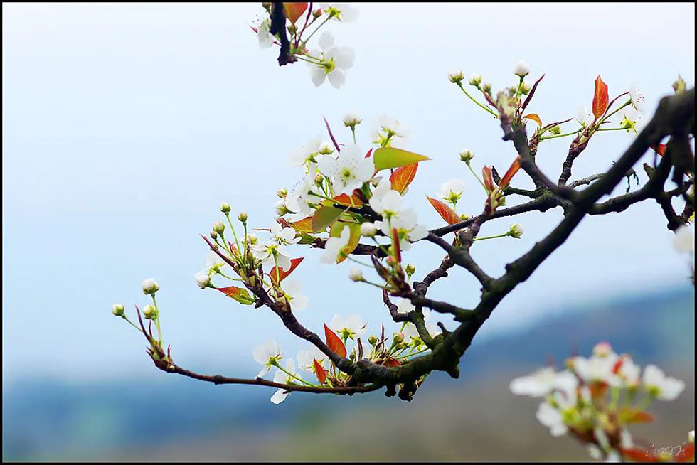 【春天，广西桂林灌阳县向您发出邀请！】我们在灌阳看梨花 - 游山玩水 - 锡林郭勒盟生活社区 - 锡林郭勒盟28生活网 xl.28life.com