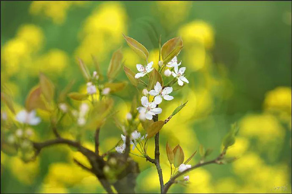 【春天，广西桂林灌阳县向您发出邀请！】我们在灌阳看梨花 - 游山玩水 - 锡林郭勒盟生活社区 - 锡林郭勒盟28生活网 xl.28life.com