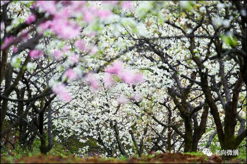 【春天，广西桂林灌阳县向您发出邀请！】我们在灌阳看梨花 - 游山玩水 - 锡林郭勒盟生活社区 - 锡林郭勒盟28生活网 xl.28life.com