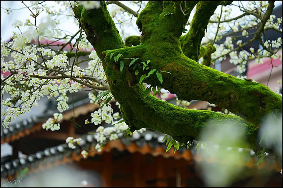 【春天，广西桂林灌阳县向您发出邀请！】我们在灌阳看梨花 - 游山玩水 - 锡林郭勒盟生活社区 - 锡林郭勒盟28生活网 xl.28life.com