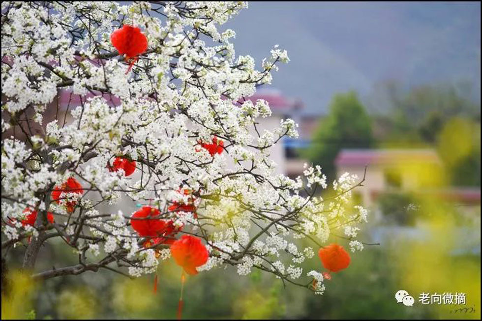 【春天，广西桂林灌阳县向您发出邀请！】我们在灌阳看梨花 - 游山玩水 - 锡林郭勒盟生活社区 - 锡林郭勒盟28生活网 xl.28life.com