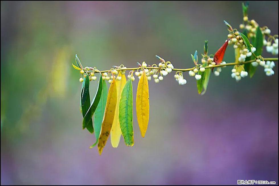 【春天，广西桂林灌阳县向您发出邀请！】米珠山前有片山苍子花在飘香 - 游山玩水 - 锡林郭勒盟生活社区 - 锡林郭勒盟28生活网 xl.28life.com