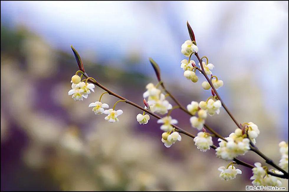 【春天，广西桂林灌阳县向您发出邀请！】米珠山前有片山苍子花在飘香 - 游山玩水 - 锡林郭勒盟生活社区 - 锡林郭勒盟28生活网 xl.28life.com