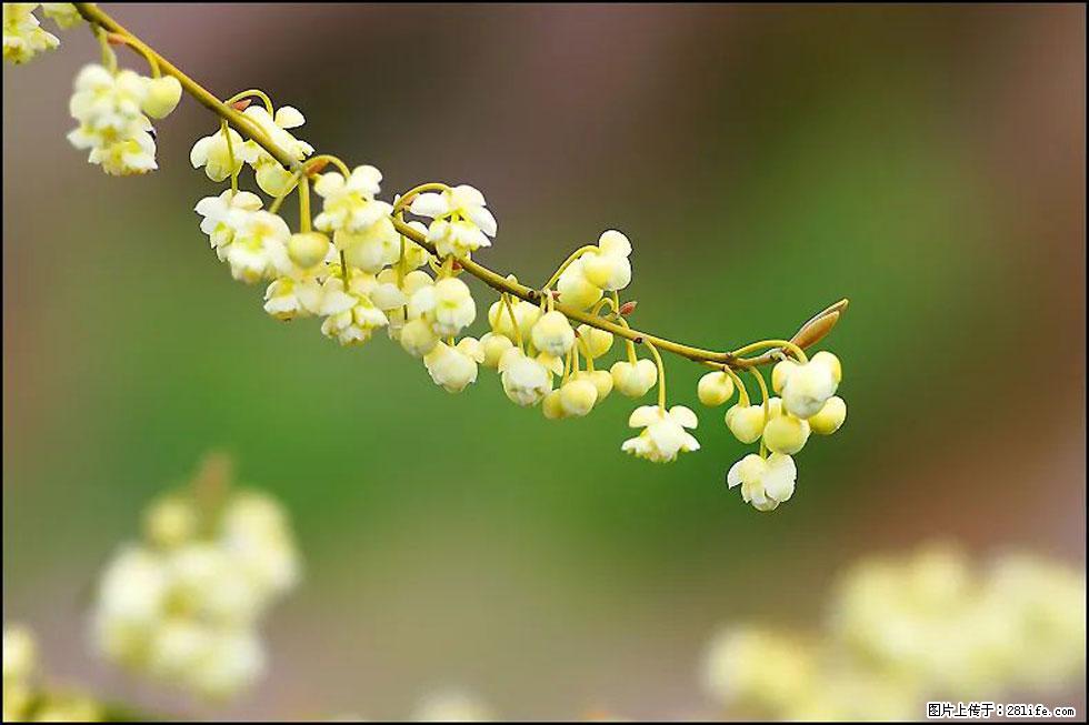 【春天，广西桂林灌阳县向您发出邀请！】米珠山前有片山苍子花在飘香 - 游山玩水 - 锡林郭勒盟生活社区 - 锡林郭勒盟28生活网 xl.28life.com