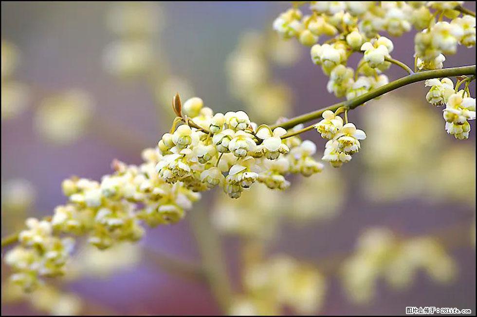 【春天，广西桂林灌阳县向您发出邀请！】米珠山前有片山苍子花在飘香 - 游山玩水 - 锡林郭勒盟生活社区 - 锡林郭勒盟28生活网 xl.28life.com