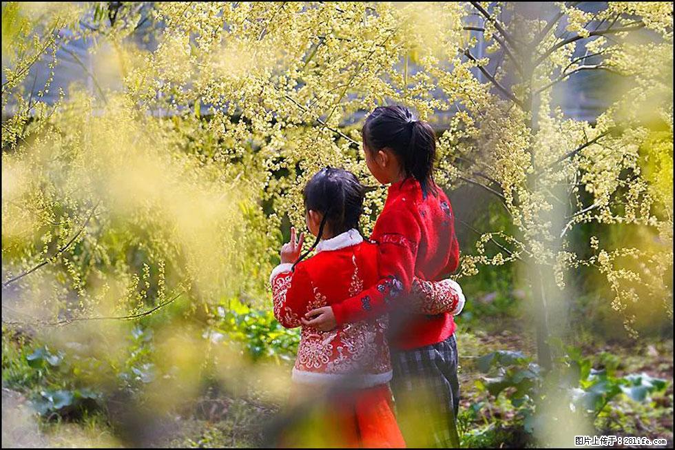 【春天，广西桂林灌阳县向您发出邀请！】米珠山前有片山苍子花在飘香 - 游山玩水 - 锡林郭勒盟生活社区 - 锡林郭勒盟28生活网 xl.28life.com