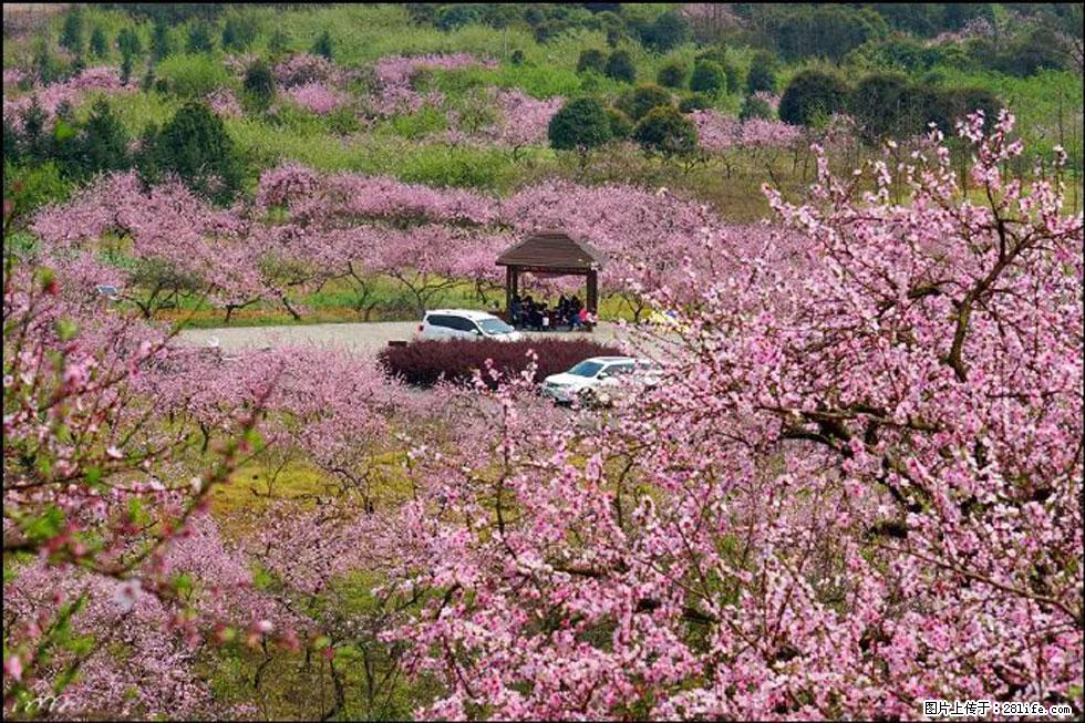 【春天，广西桂林灌阳县向您发出邀请！】官庄村有个醉美的桃花园 - 游山玩水 - 锡林郭勒盟生活社区 - 锡林郭勒盟28生活网 xl.28life.com