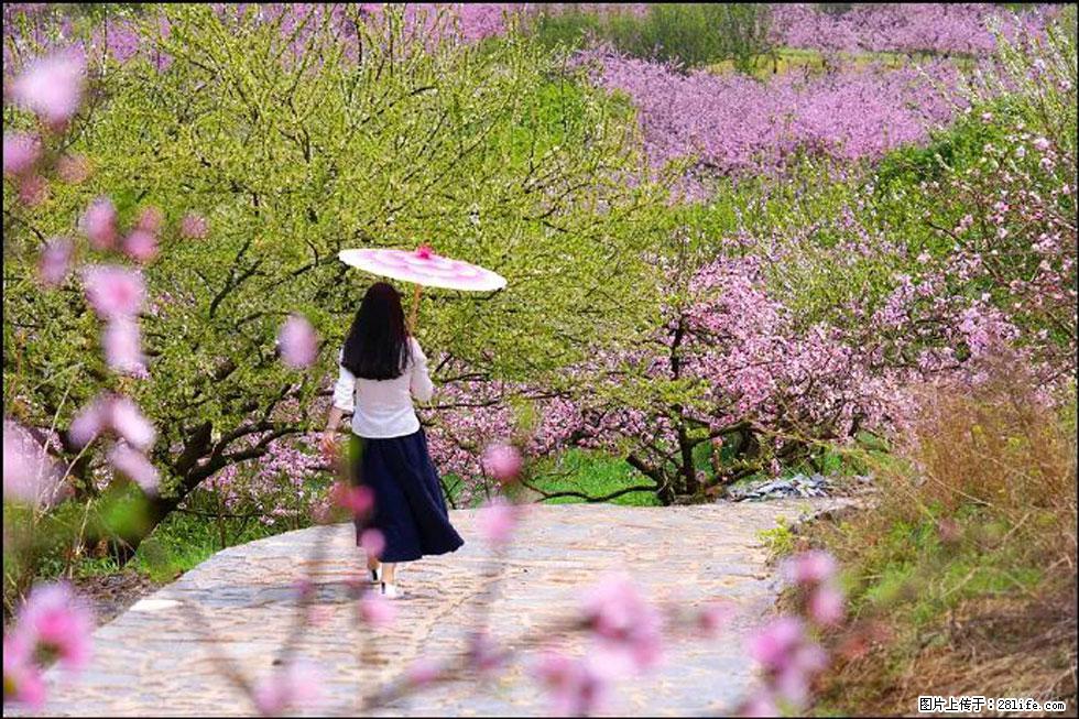 【春天，广西桂林灌阳县向您发出邀请！】官庄村有个醉美的桃花园 - 游山玩水 - 锡林郭勒盟生活社区 - 锡林郭勒盟28生活网 xl.28life.com