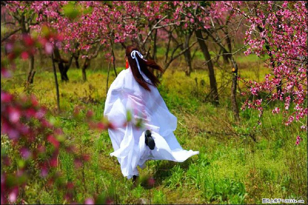 【春天，广西桂林灌阳县向您发出邀请！】官庄村有个醉美的桃花园 - 游山玩水 - 锡林郭勒盟生活社区 - 锡林郭勒盟28生活网 xl.28life.com