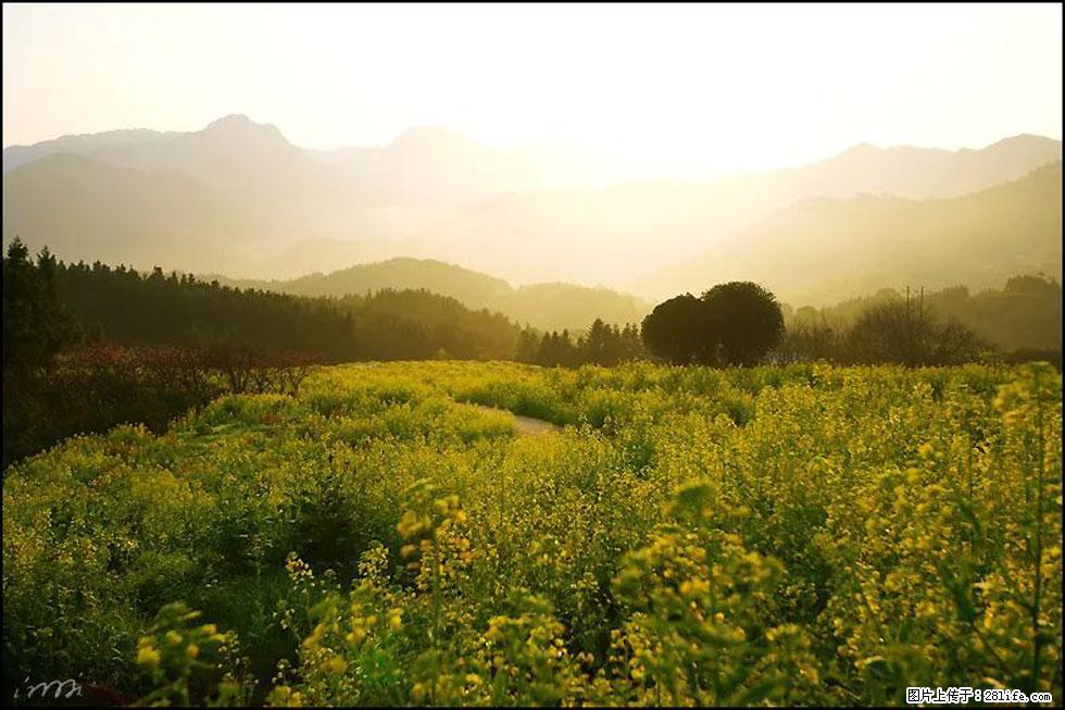 【春天,广西桂林灌阳县向您发出邀请!】长坪村油菜盛情花开 - 游山玩水 - 锡林郭勒盟生活社区 - 锡林郭勒盟28生活网 xl.28life.com