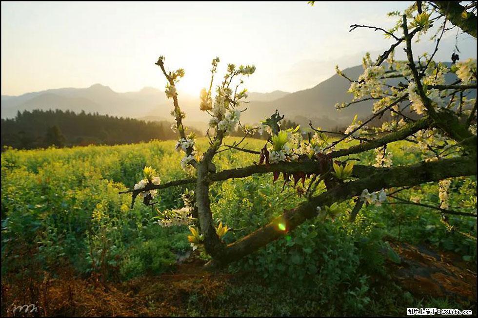 【春天,广西桂林灌阳县向您发出邀请!】长坪村油菜盛情花开 - 游山玩水 - 锡林郭勒盟生活社区 - 锡林郭勒盟28生活网 xl.28life.com