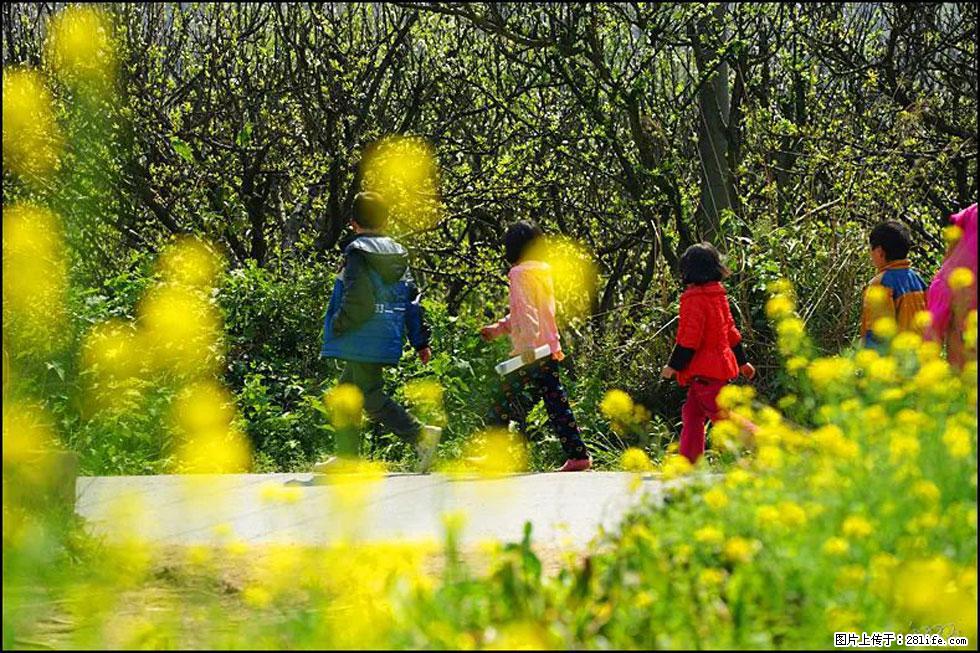 【春天,广西桂林灌阳县向您发出邀请!】长坪村油菜盛情花开 - 游山玩水 - 锡林郭勒盟生活社区 - 锡林郭勒盟28生活网 xl.28life.com
