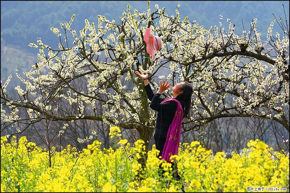 【春天,广西桂林灌阳县向您发出邀请!】长坪村油菜盛情花开 - 游山玩水 - 锡林郭勒盟生活社区 - 锡林郭勒盟28生活网 xl.28life.com
