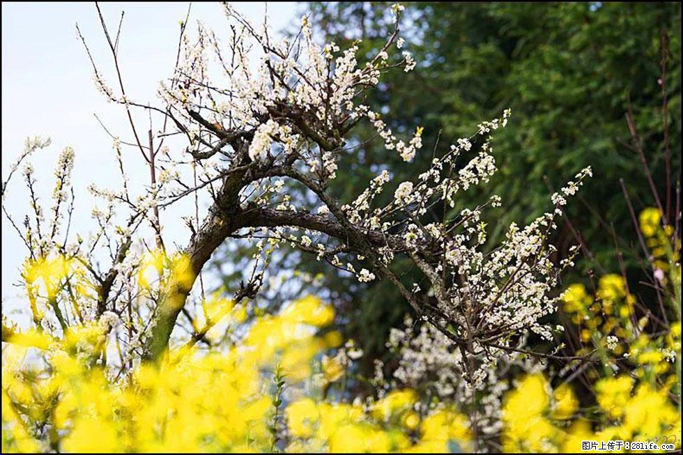 【春天,广西桂林灌阳县向您发出邀请!】长坪村油菜盛情花开 - 游山玩水 - 锡林郭勒盟生活社区 - 锡林郭勒盟28生活网 xl.28life.com