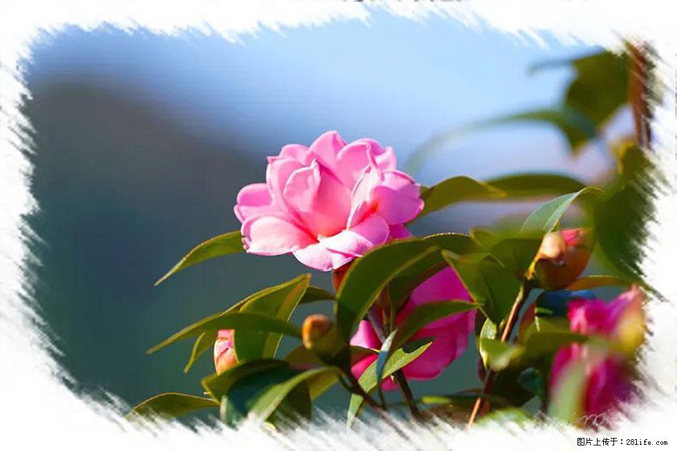 【春天，广西桂林灌阳县向您发出邀请！】杨柳井茶花惹人爱 - 游山玩水 - 锡林郭勒盟生活社区 - 锡林郭勒盟28生活网 xl.28life.com