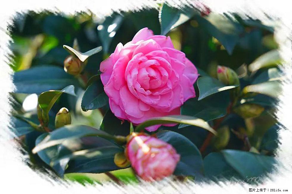 【春天，广西桂林灌阳县向您发出邀请！】杨柳井茶花惹人爱 - 游山玩水 - 锡林郭勒盟生活社区 - 锡林郭勒盟28生活网 xl.28life.com