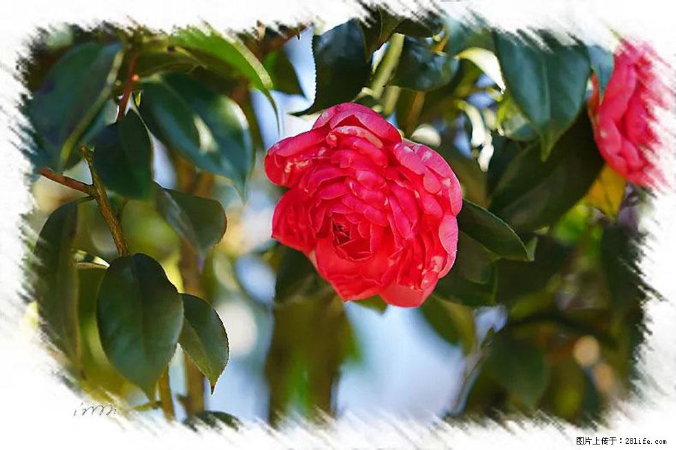 【春天，广西桂林灌阳县向您发出邀请！】杨柳井茶花惹人爱 - 游山玩水 - 锡林郭勒盟生活社区 - 锡林郭勒盟28生活网 xl.28life.com