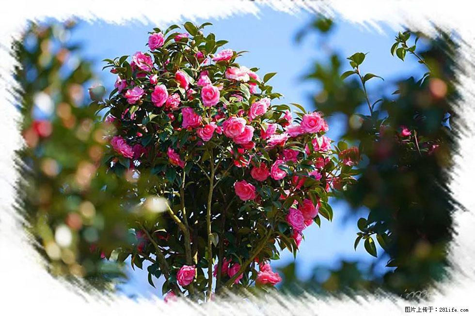 【春天，广西桂林灌阳县向您发出邀请！】杨柳井茶花惹人爱 - 游山玩水 - 锡林郭勒盟生活社区 - 锡林郭勒盟28生活网 xl.28life.com