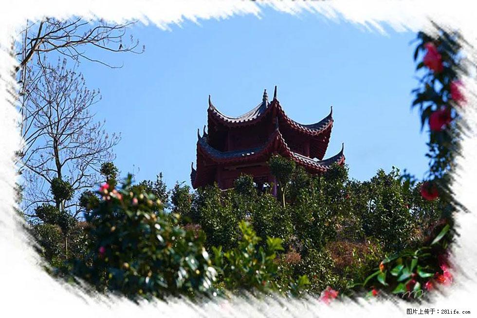 【春天，广西桂林灌阳县向您发出邀请！】杨柳井茶花惹人爱 - 游山玩水 - 锡林郭勒盟生活社区 - 锡林郭勒盟28生活网 xl.28life.com