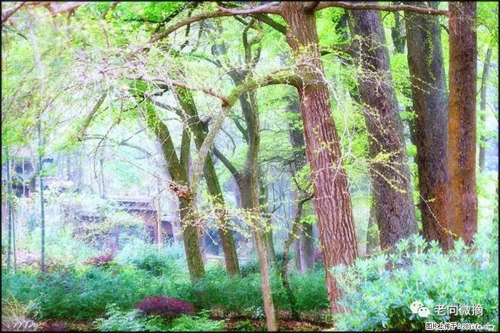 【春天,广西桂林灌阳县向您发出邀请!】在小龙村与春天约会 - 游山玩水 - 锡林郭勒盟生活社区 - 锡林郭勒盟28生活网 xl.28life.com