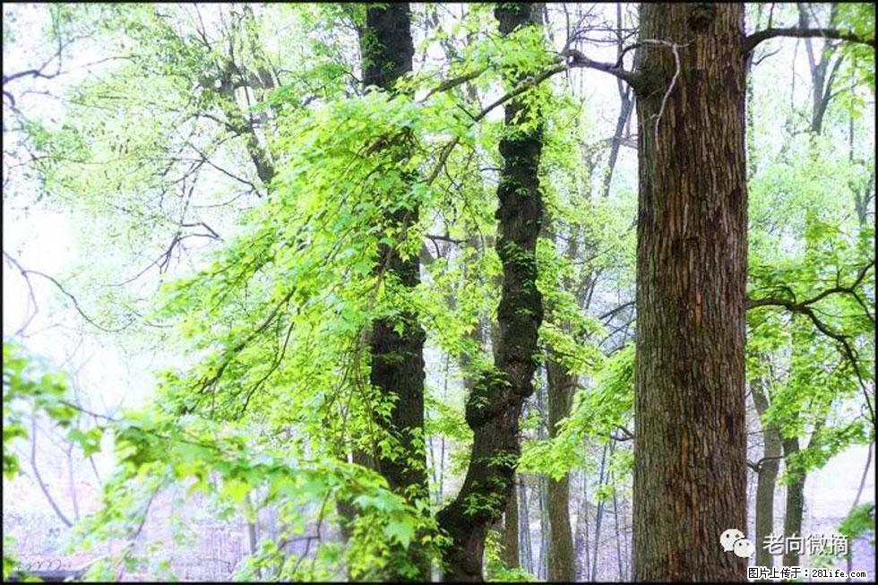 【春天,广西桂林灌阳县向您发出邀请!】在小龙村与春天约会 - 游山玩水 - 锡林郭勒盟生活社区 - 锡林郭勒盟28生活网 xl.28life.com