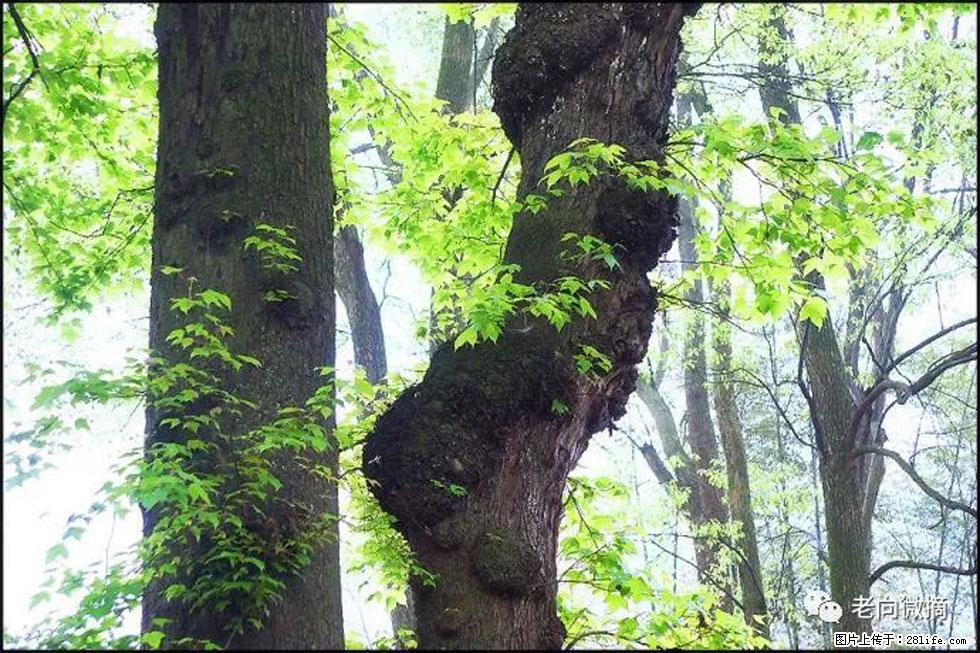 【春天,广西桂林灌阳县向您发出邀请!】在小龙村与春天约会 - 游山玩水 - 锡林郭勒盟生活社区 - 锡林郭勒盟28生活网 xl.28life.com