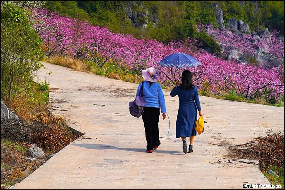 【春天,广西桂林灌阳县向您发出邀请!】望月岭上桃花开 - 游山玩水 - 锡林郭勒盟生活社区 - 锡林郭勒盟28生活网 xl.28life.com