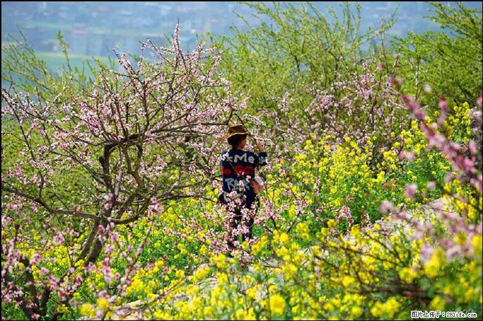 【春天,广西桂林灌阳县向您发出邀请!】望月岭上桃花开 - 游山玩水 - 锡林郭勒盟生活社区 - 锡林郭勒盟28生活网 xl.28life.com