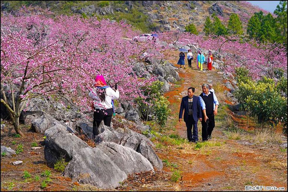 【春天,广西桂林灌阳县向您发出邀请!】望月岭上桃花开 - 游山玩水 - 锡林郭勒盟生活社区 - 锡林郭勒盟28生活网 xl.28life.com