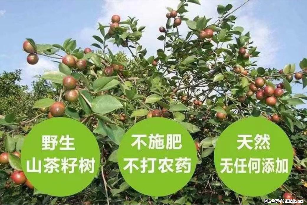 【灌阳县油茶产业示范区】一个有着充实的精神生活的人，对待身外之物自会有一种淡泊的态度 - 美食天地 - 锡林郭勒盟生活社区 - 锡林郭勒盟28生活网 xl.28life.com