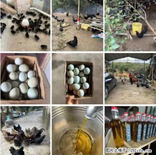 油茶园从小鸡仔开始养起的纯土鸡、土鸡蛋可以预定啦！还有前几天刚榨的纯山茶油哦 - 锡林郭勒盟28生活网 xl.28life.com