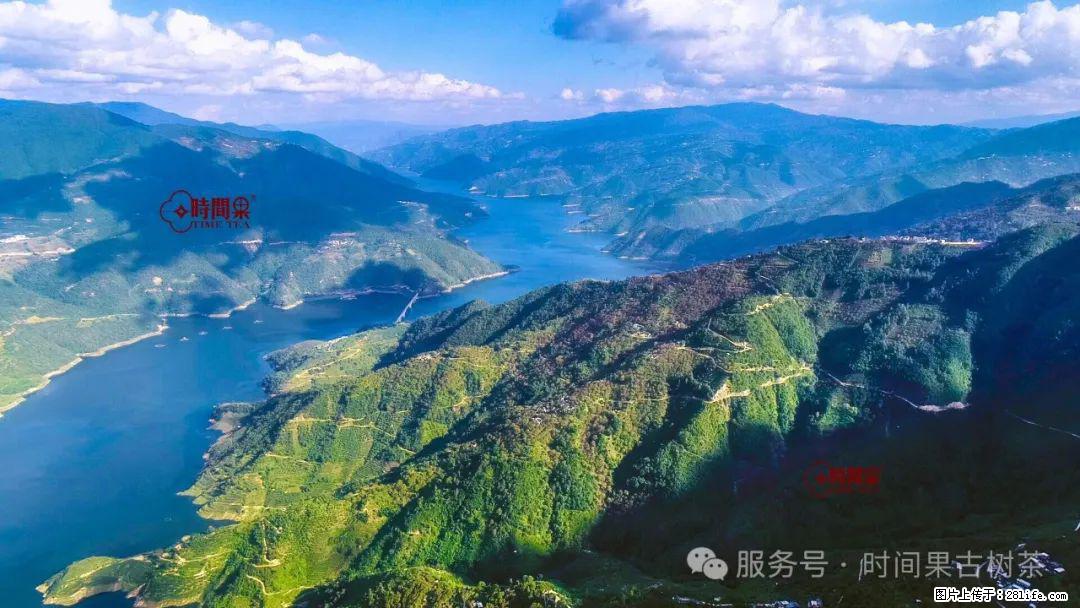 时间果百年古树龙珠普洱生茶 - 购物交流 - 锡林郭勒盟生活社区 - 锡林郭勒盟28生活网 xl.28life.com