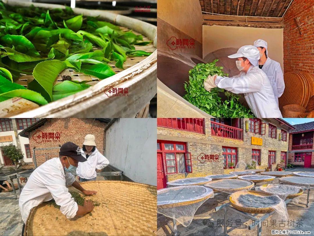 时间果百年古树龙珠普洱生茶 - 购物交流 - 锡林郭勒盟生活社区 - 锡林郭勒盟28生活网 xl.28life.com