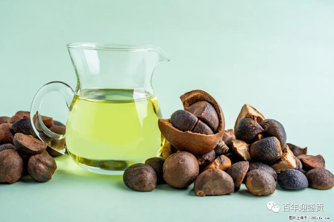 世界没有真相，只有认知，最好的食用油是中国的山茶油！ - 锡林郭勒盟生活资讯 - 锡林郭勒盟28生活网 xl.28life.com