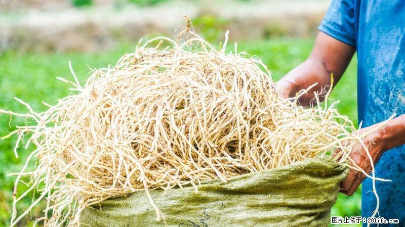 堪称“最难吃”的蔬菜,却是 “抗辐射神器”,还能护肺、清热、止咳化痰! - 锡林郭勒盟生活资讯 - 锡林郭勒盟28生活网 xl.28life.com