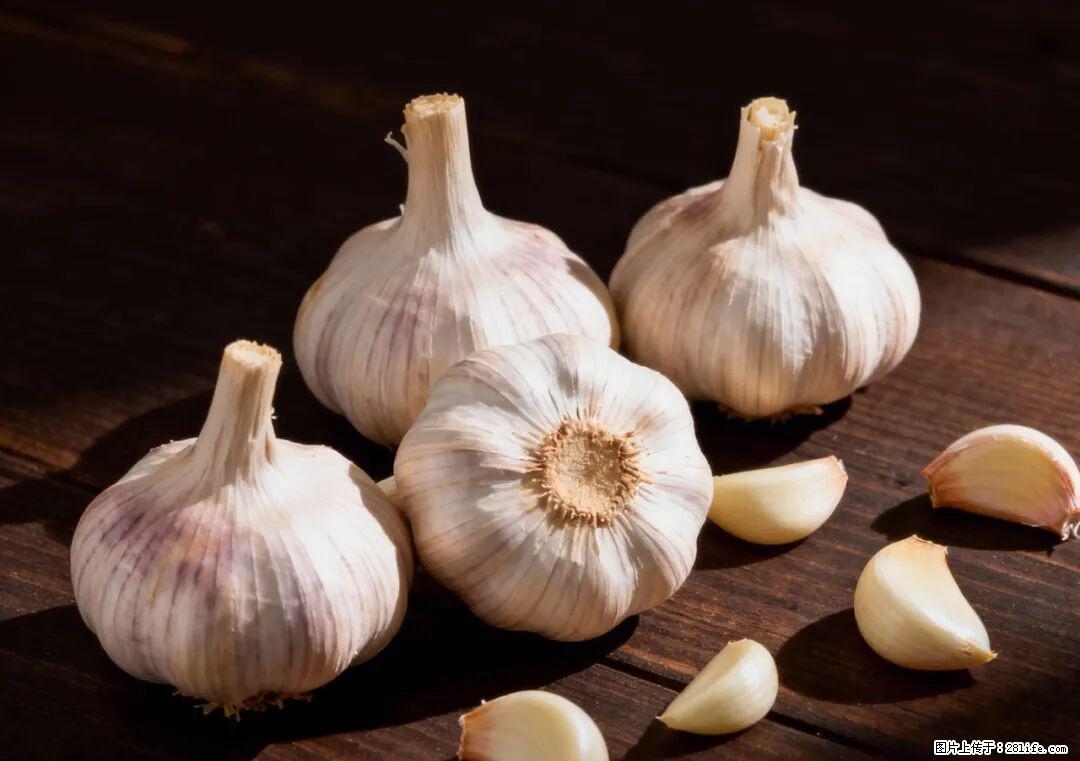 关于大蒜,除了“天然抗生素”,这4个谣言更该警惕! - 锡林郭勒盟生活资讯 - 锡林郭勒盟28生活网 xl.28life.com