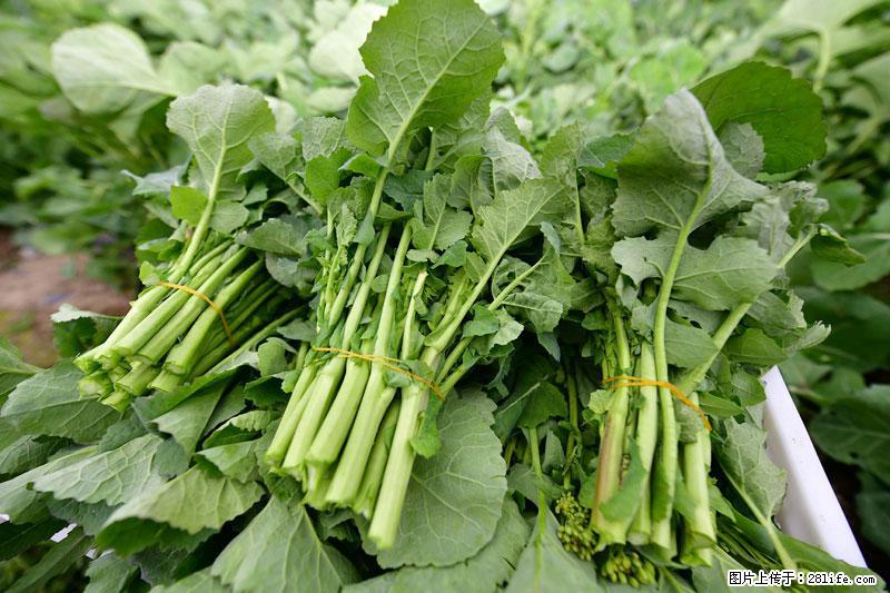 这些蔬菜是“天然钙片”,这6种被医生重点推荐 - 锡林郭勒盟生活资讯 - 锡林郭勒盟28生活网 xl.28life.com